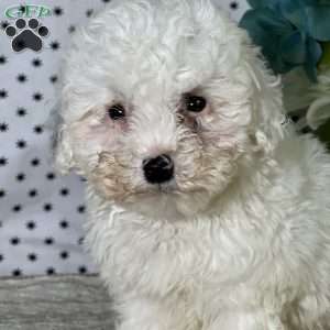 Hansel, Miniature Poodle Puppy